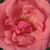 Rózsaszín - Teahibrid rózsa - Sebastian Schultheis